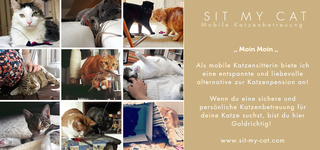 Bild zu SITMYCAT - mobil Katzenbetreuung Hamburg