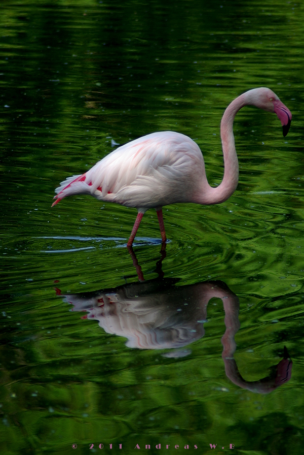 Die Flamingos haben es bei heißem Wetter doch richtig gut. Den ganzen Tag mit den Füßen im Wasser.