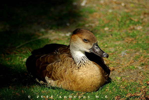 Ja, auch Enten gibt es im Zoo.