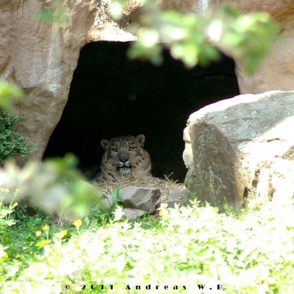 Aus dem Versteck kann man herrlich beobachten, wie die Zoobesucher nach dem bewohner des Reviers suchen.