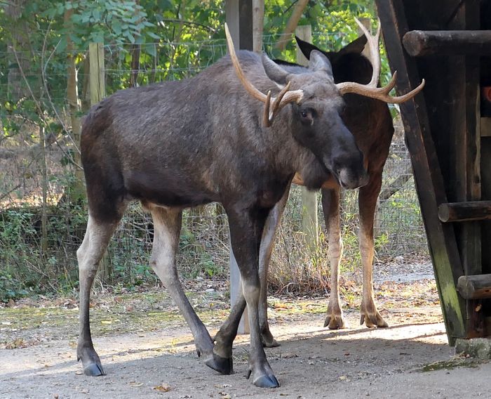 Tierpark Oberwald