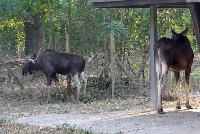 Tierpark Oberwald