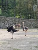 Nutzerbilder Zoo Osnabrück gGmbH