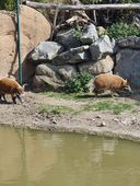 Nutzerbilder Zoo Osnabrück gGmbH