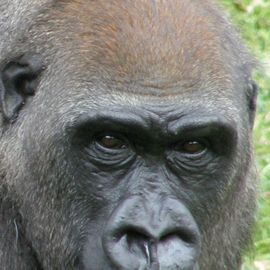 Allwetterzoo in Münster