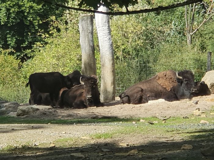 Nutzerbilder Zoo Osnabrück gGmbH