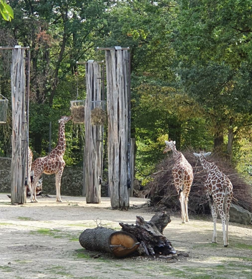 Zoo
Osnabrück