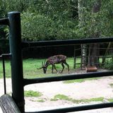 Thüringer Waldzoo Gera in Gera