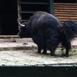 Thüringer Waldzoo Gera in Gera