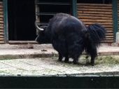 Nutzerbilder Tierpark Gera Waldzoo