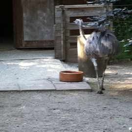 Thüringer Waldzoo Gera in Gera