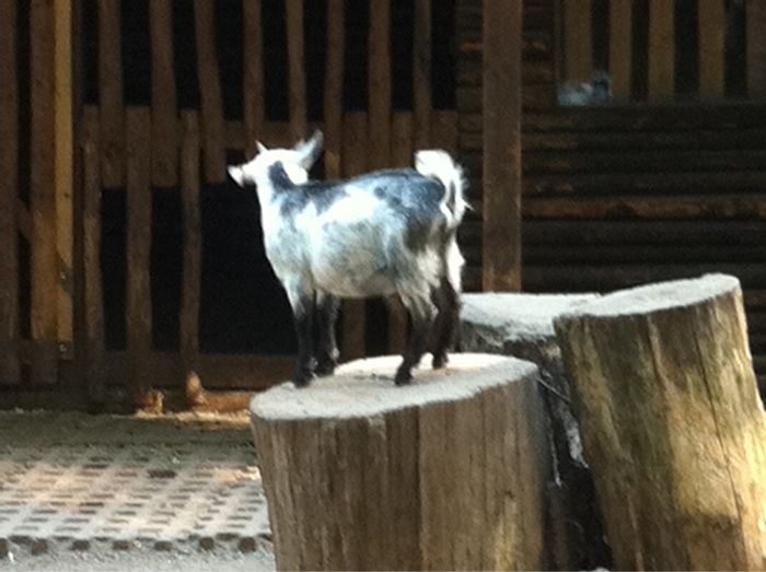 Nutzerbilder Tierpark Gera Waldzoo