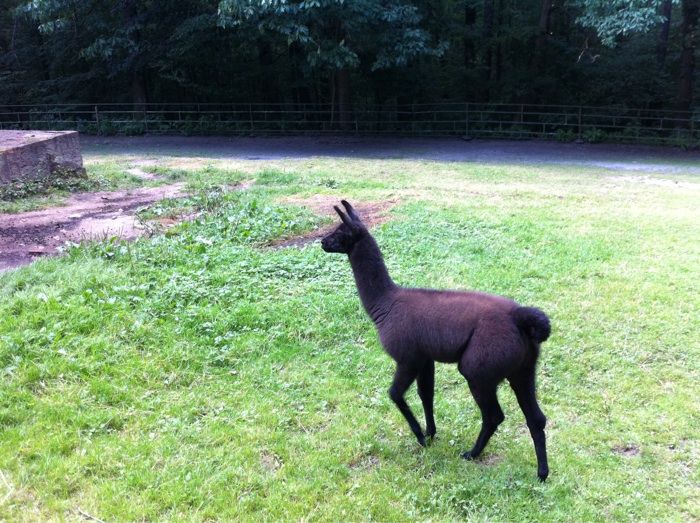 Nutzerbilder Tierpark Gera Waldzoo