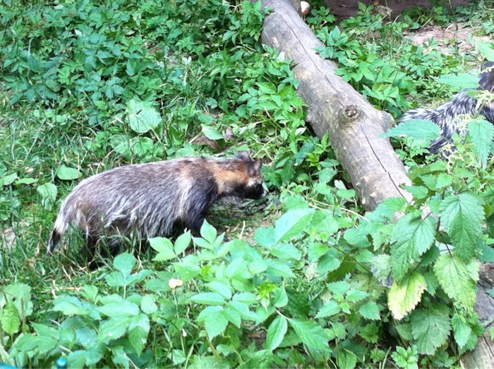 Bild 15 Waldzoo Gera in Gera