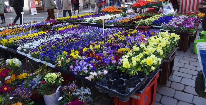 Bunte Frühlingsgrüße von der Gärtnerei Pause