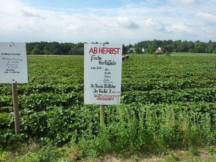 Böttchers Erdbeerfeld. Es gibt übrigens 2017 mehr Sorten an Kartoffeln, als auf dem Schild angegeben.