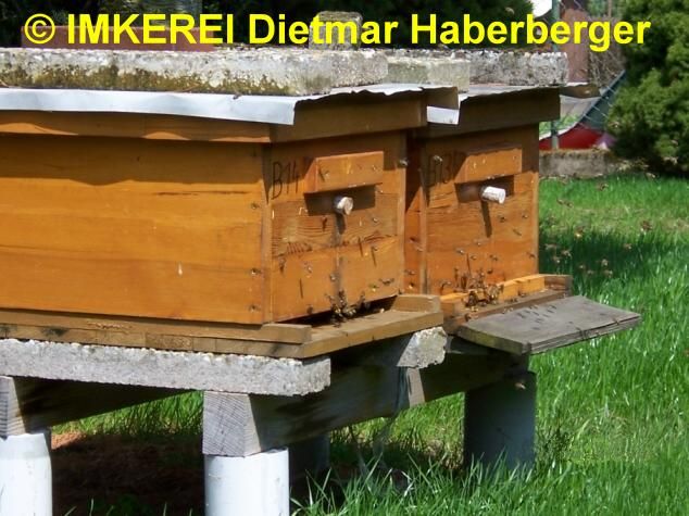 Ein Teil meiner fleißigen Bienenvölker; Imkerei Dietmar Haberberger