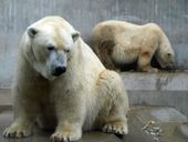 Nutzerbilder Münchener Tierpark Hellabrunn