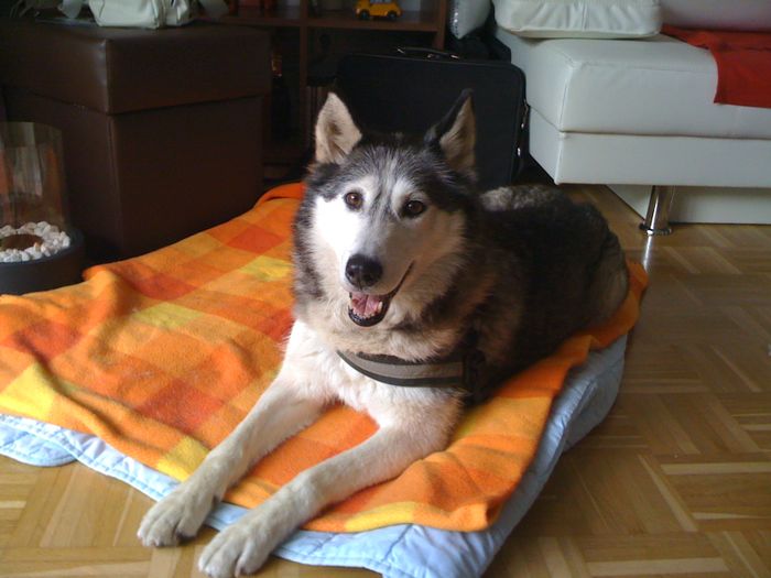 Unsere Husky-Lady