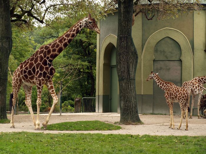 Nutzerbilder Münchener Tierpark Hellabrunn