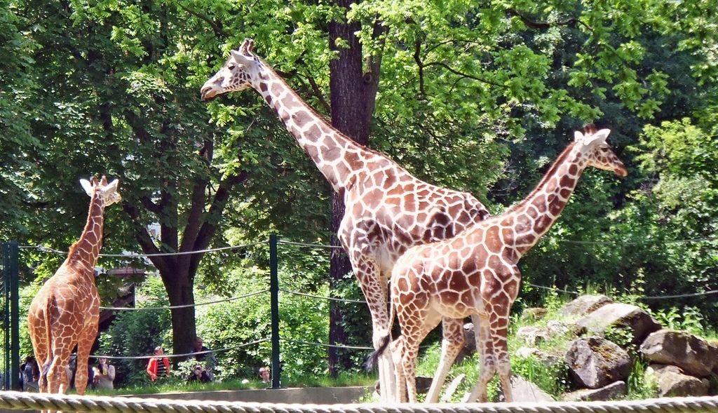 Nutzerfoto 20 Zoo Frankfurt