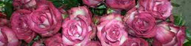 Bild zu Blumen Floristik Rosenow