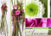 Bild zu Blumen Anemone