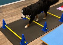 Bild zu bellwegbar-Praxis für Hundephysiotherapie