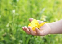 Bild zu Ambulanter Kinderhospizdienst Schmetterling