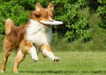 Bild zu Dogvitality - Praxis für Hundephysiotherapie