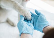 Bild zu Tierarztpraxis am Durchblick