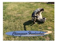 Bild zu Chiemgauer Hundeschule