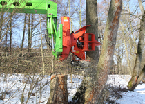 Bild zu Nürnberger Baumpflege GmbH