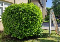 Bild zu Gartenbau Heilbronn / Sommer Garten und Landschaftsbau