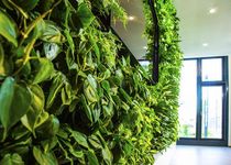 Bild zu effektivgrün - Raumbegrünung und Büropflanzen Köln