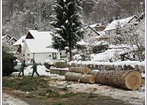 Bild zu Gartengestaltung und Baumschule Julius Waßmer