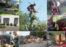 Bild zu Ihr Baumprofi Josef Höllinger Baumfällung Baum fällen