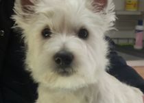 Bild zu Nice Dog - Hundesalon - West-Highland-White-Terrier