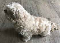 Bild zu Nice Dog - Hundesalon - West-Highland-White-Terrier
