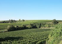 Bild zu Weinhof Mößner