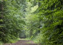 Bild zu FriedWald Bremer Schweiz