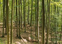 Bild zu FriedWald Grevesmühlen