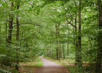 Bild zu FriedWald Kirchheimbolanden