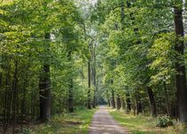 Bild zu FriedWald Dessau-Wörlitz