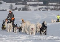 Bild zu Schlittenhunde in Thüringen / Hundesalon