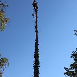 Demergo Baumpflege in Leipzig