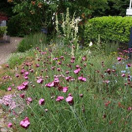 Naturnaher Gartenbau Peter Albrecht in Schwerte