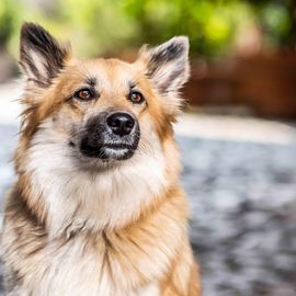 Tierärztliche Gemeinschaftspraxis Baltes u. Dr. Feith