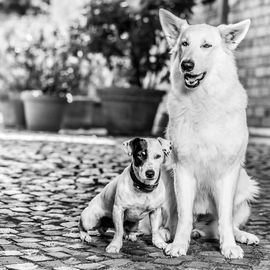 Tierärztliche Gemeinschaftspraxis Baltes u. Dr. Feith