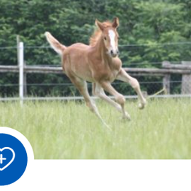 PFERDE
In unserer insbesondere auf Pferde-/Esel- Hobbyhaltung ausgerichteten Praxis arbeiten wir zur Erweiterung des Leistungsspektrums eng mit spezialisierten ambulanten Pferdepraxen und-Kliniken zusammen.